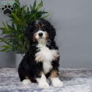 Aaron, Mini Bernedoodle Puppy